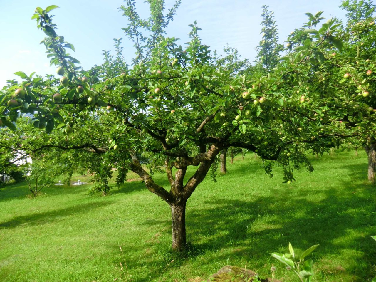 Lehrgarten 2016 G395