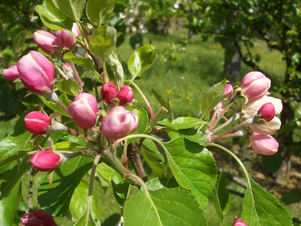 Frühling